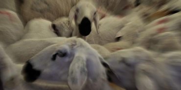 kurban