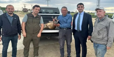 karaca