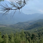 yavuzone