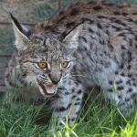 vasak