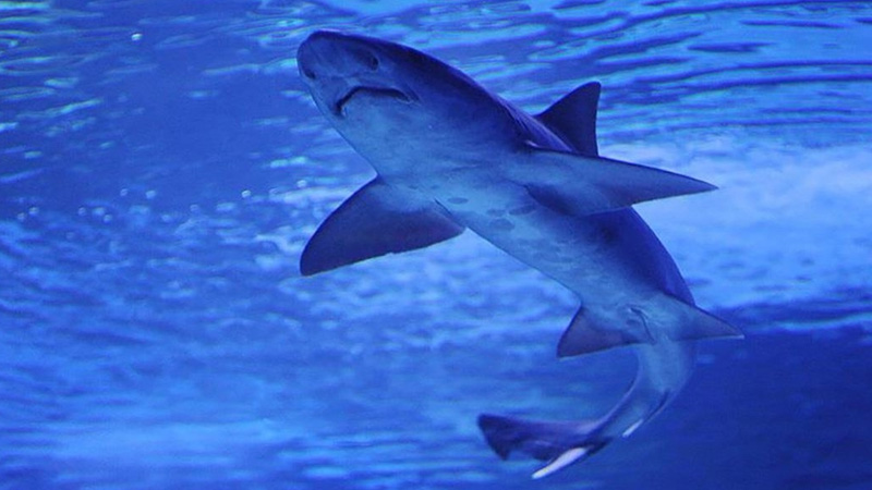 Bahamalar’daki köpek balıklarında kokain tespit edildi